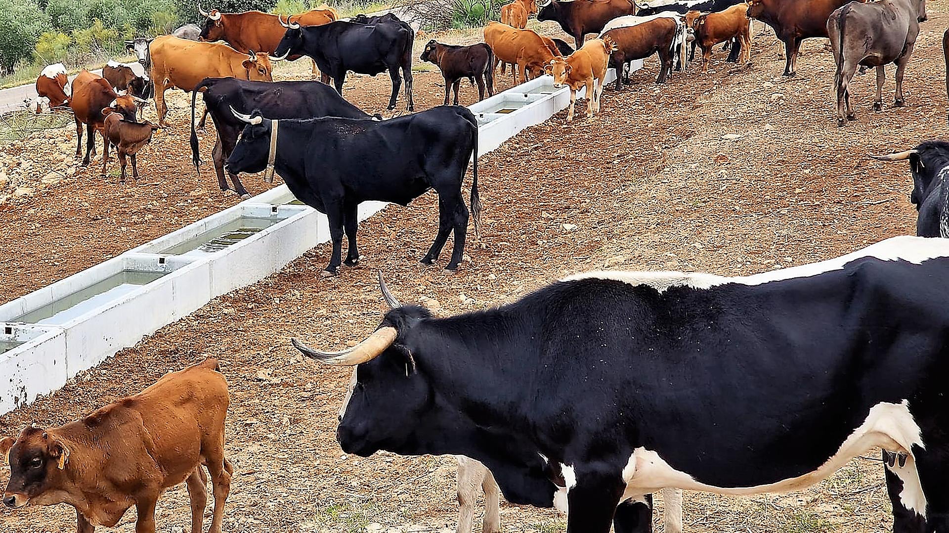 Navas de San Juan asiste al espectáculo de la trashumancia Ideal